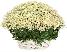 Цветочная композиция из Ромашки в корзине #REPLACE_PRED# Мишутино